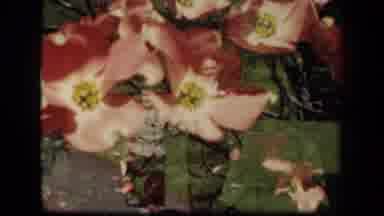 New York USA-1941: Couple Walking With Locked Arms With Red Flowers In