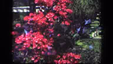 New York USA (1941): Film Of Flowers With A Double Exposure Showing Two Women
