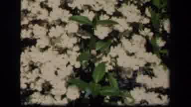 New York USA (1941): Red Flowers And White Flowers With Video Of Presidents In The