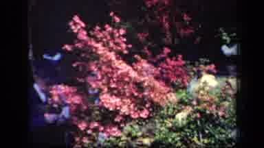 New York USA (1941): People Walking In The Forest Surrounded By Pretty Flowers