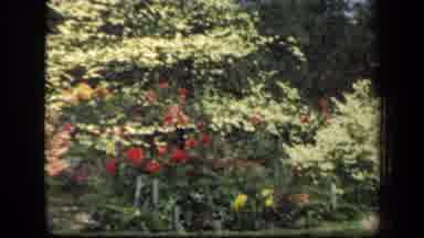 New York USA (1941): A Video Of Different Beds Of Flowers And Trees In A Field
