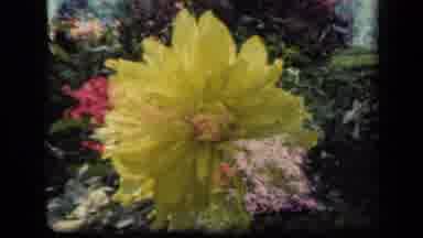 New York USA (1941): There Is A Yellow Flower In A Garden In The Daytime
