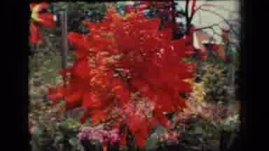 New York USA (1941): A Group Of Pretty Flowers Growing In The Forest
