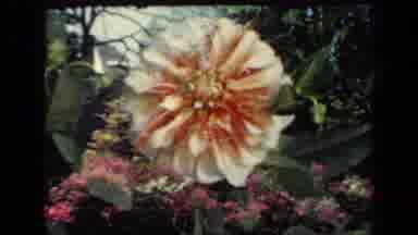 New York USA (1941): Garden Blooming Flowers Shown Up Close Grasses Tall Trees