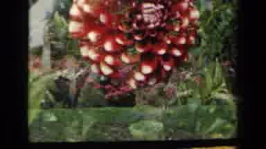 New York USA (1941): Two Different Types Of Flowers In The Background
