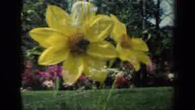 New York USA (1941): Yellow And Red Flower Reflected In A Garden With Tall Trees