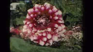 New York USA (1941): Close Up View Of Purple And Red Flower With Simultaneous View