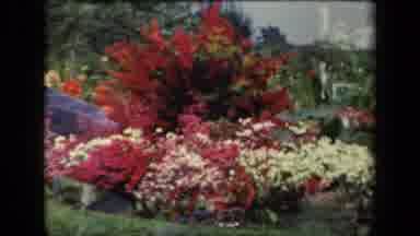 New York USA (1941): Beautiful Colorful Floral And Tree Pictures On A Bright Sunny
