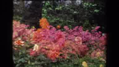 New York USA (1941): Vibrant Spring Flowers