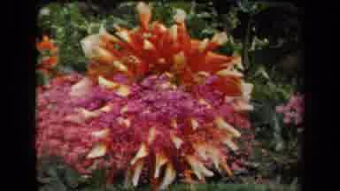New York USA (1941): Several Flowers And Trees Vibrantly Blooming In The
