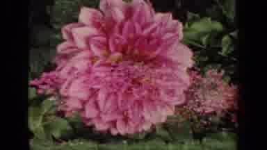 New York USA (1941): A Pink Dahlia With An Overlay Of A Bunch Of Flowers In The