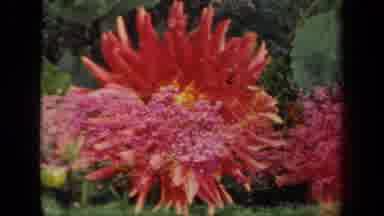 New York USA (1941): A Display Of Beautiful Flowers With Different Colors