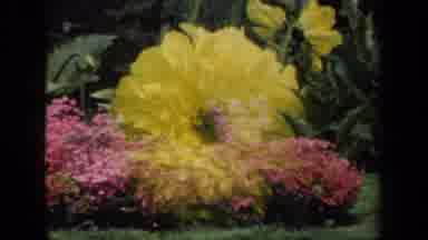 New York USA (1941): Beautiful Flowers In Bloom During Springtime