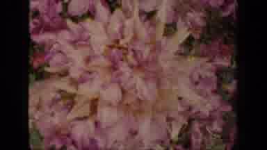 New York USA (1941): Bright Brilliant Pink And Purple Flowers With Handheld Flower
