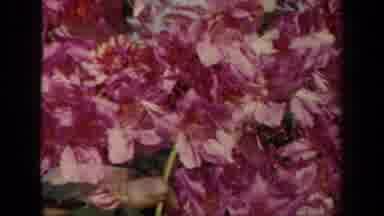 New York USA (1941): Beautiful Flowers Possibly Orchids Of Pink And White In A