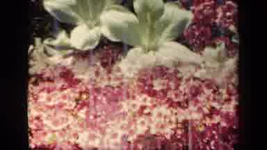 New York USA (1941): Amazing Flower Foliage In The Beauty Of The Spring Time