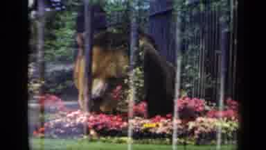 New York USA (1941): Bear Is Sitting In A Colorful Flower Garden Near A Black