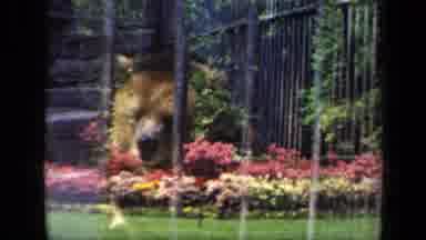 New York USA (1941): A Bear And Two Seals In A Zoo With A Decorative Flower Garden
