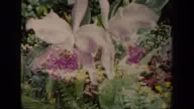New York USA (1941): Cattleya Mossiae In Back Of A Screen Of See Through Flower