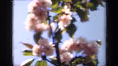 New York USA (1941): White Flowers Blooming In Tree Near White Fountain On Bright