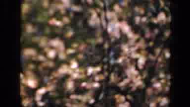 New York USA (1941): The Flowers Are Blossoms Very Well It's Look Like Very