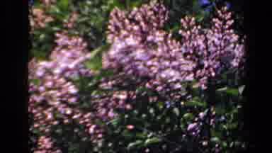 New York USA (1941): Shrubs Moving In The Wind