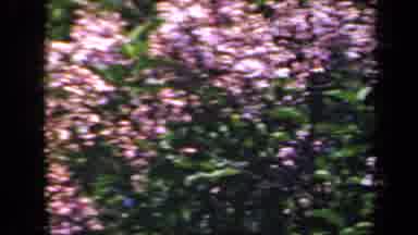 New York USA (1941): Blurred Visual Of A Plant With Lavender And White Colored