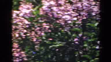 New York USA (1941): Beautiful Tree In Full Bloom And Bright Sunlight