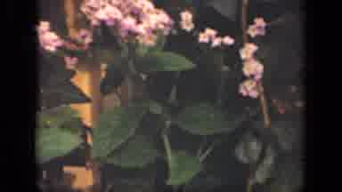 New York USA (1941): Grainy Old Footage Of Pink And Purple Flowers With Long Green