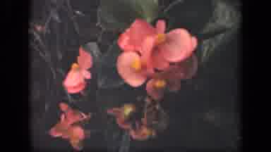 NEW YORK USA-1941: Pink Begonias And Orange Marigolds In Garden