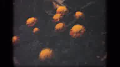 New York USA (1941): Small Orange Flowers Dancing The Breeze On A Spring Evening