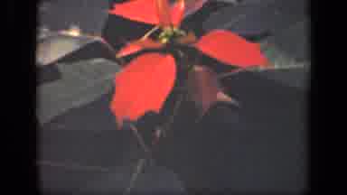 New York USA (1941): Red And Green Leave Plant Yellowish Orange Flower Plant