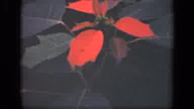 New York USA (1941): Beautiful Red And Purple And White Flowers In Springtime On A