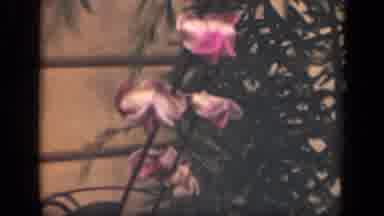 New York USA (1941): Colorful Flowers Moving In The Wind Near A House Outside
