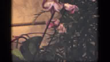 New York USA (1941): Purity Of Nature And Children