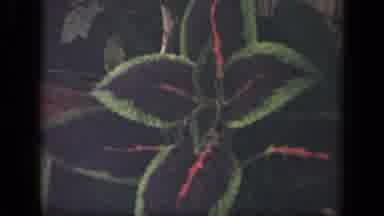 New York USA (1941): Monstrous Bright Colorful Flower Gets Ready To Bloom In