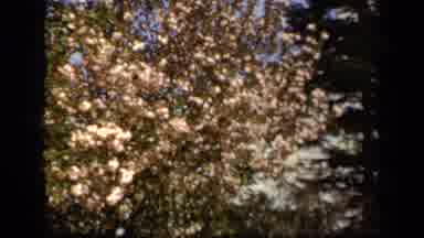 Baltimore Maryland USA (1943): Several Pretty Pink Flowers Dot The Trees In The