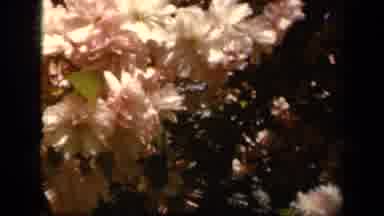 Baltimore Maryland USA (1943): Fields And Flowers