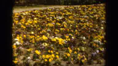 Baltimore Maryland USA (1943): Beautiful Field Of Flowers With A Pathway Leading