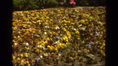 Baltimore Maryland USA (1943): Sunbathing Colourful Flower Sea