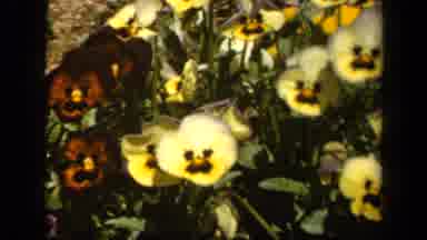 Baltimore Maryland USA (1943): Yellow And Black Small Flowers In A Clump Close To