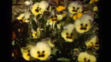 Baltimore Maryland USA (1943): Colorful Flowers In A Serene Nature Setting From A
