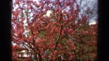 Baltimore Maryland USA (1943): Beautiful Flowers Dancing In The Breeze On A Lovely