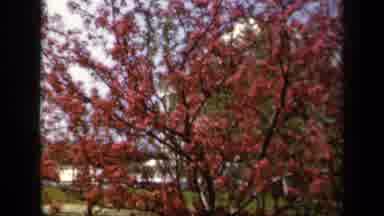 Baltimore Maryland USA (1943): Winds Blowing Trees And While The Silver Car Sits