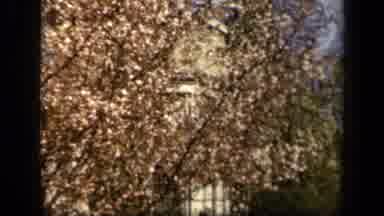 Baltimore Maryland USA (1943): Brown And Gold Leaves On A Tree During Fall At The
