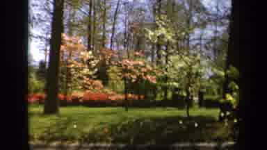 Baltimore Maryland USA (1943): Vintage Footage Of Beautiful Trees