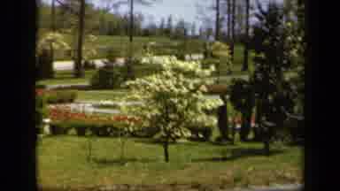 Baltimore Maryland USA (1943): Trees In A Park Rustling And Swaying In The Breeze