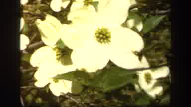 Baltimore Maryland USA (1943): Trees And Flowers Bloom And Sway In The Bright