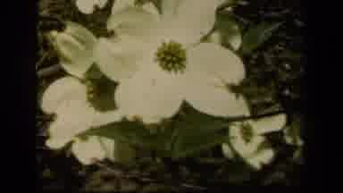 Baltimore Maryland USA (1943): One Large Flower In A Garden With A Stone Bench In