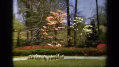 Baltimore Maryland USA (1943): Blooming Pink And Yellow Trees On A Bright Sunny